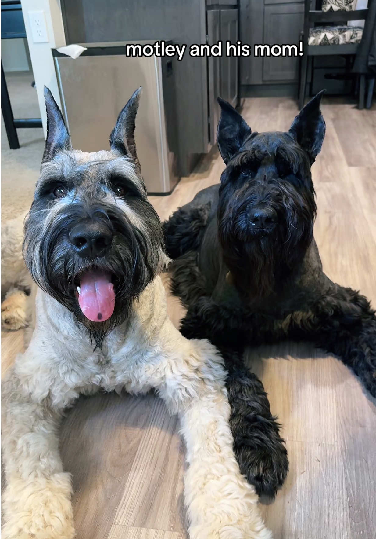 not that I need to clarify this, but Motley is indeed a giant schnauzer believe it or not😂 however, feel free to comment anything rude that comes to mind (per usual) have a great day everyone- the giants are!❤️