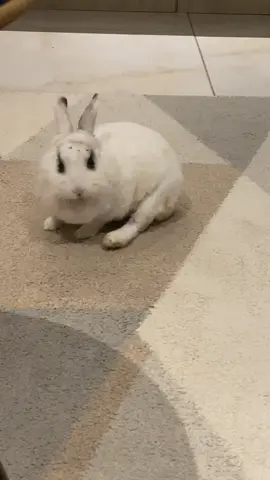 Gigi 💖 #coelho #minicoelho #pets 