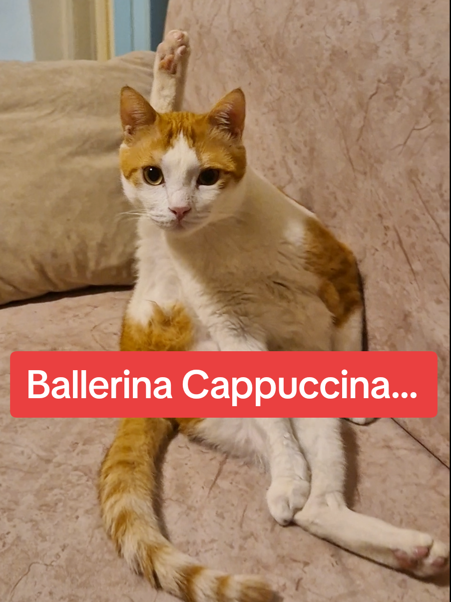 What is this pose called...#fyp #foryou #cat #trend #pose #pov #catsoftiktok #catlover #cute #kitten #animals #Love #rescue #funny #moment 