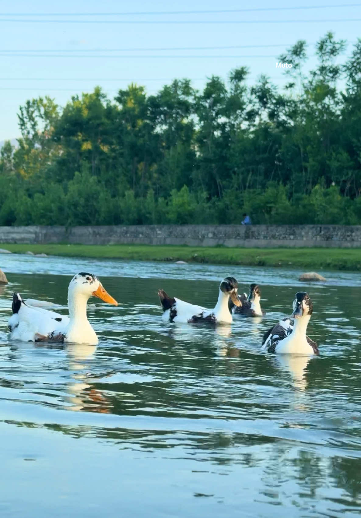 لوئر دیر 🤍#foryou #naturalist660 #foryoupage #exploredir @Ibad-ullah roudbari @ن🤍 @mr Yousafzai 