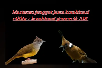 like dan komen bebas Reques sesuai dengan kemauan.#muraibatuindonesia #cucakijomania #kicaumaniaindonesia 