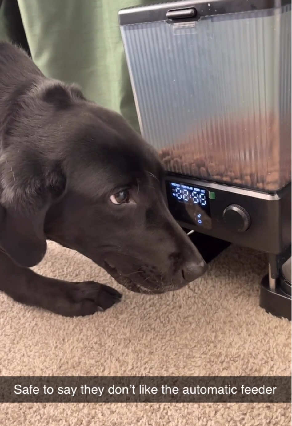 My dogs go into psychosis when it’s time to eat #dogsoftiktok #crazydog #labrador 