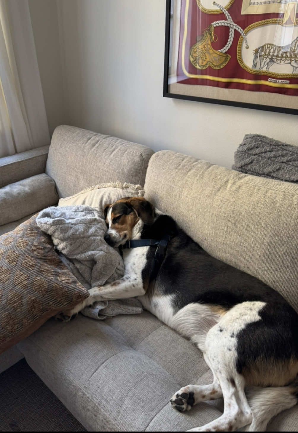 Don’t even care that he hogs all the pillows #rescuedog #beaglemix #shepeardmix #adoptdontshop #lazysunday  