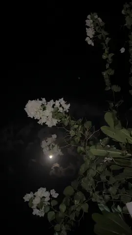 ‏ياليت من يطري على البـال ينشاف ‏وياليت من نبغيـه دايم نشوفه♥️