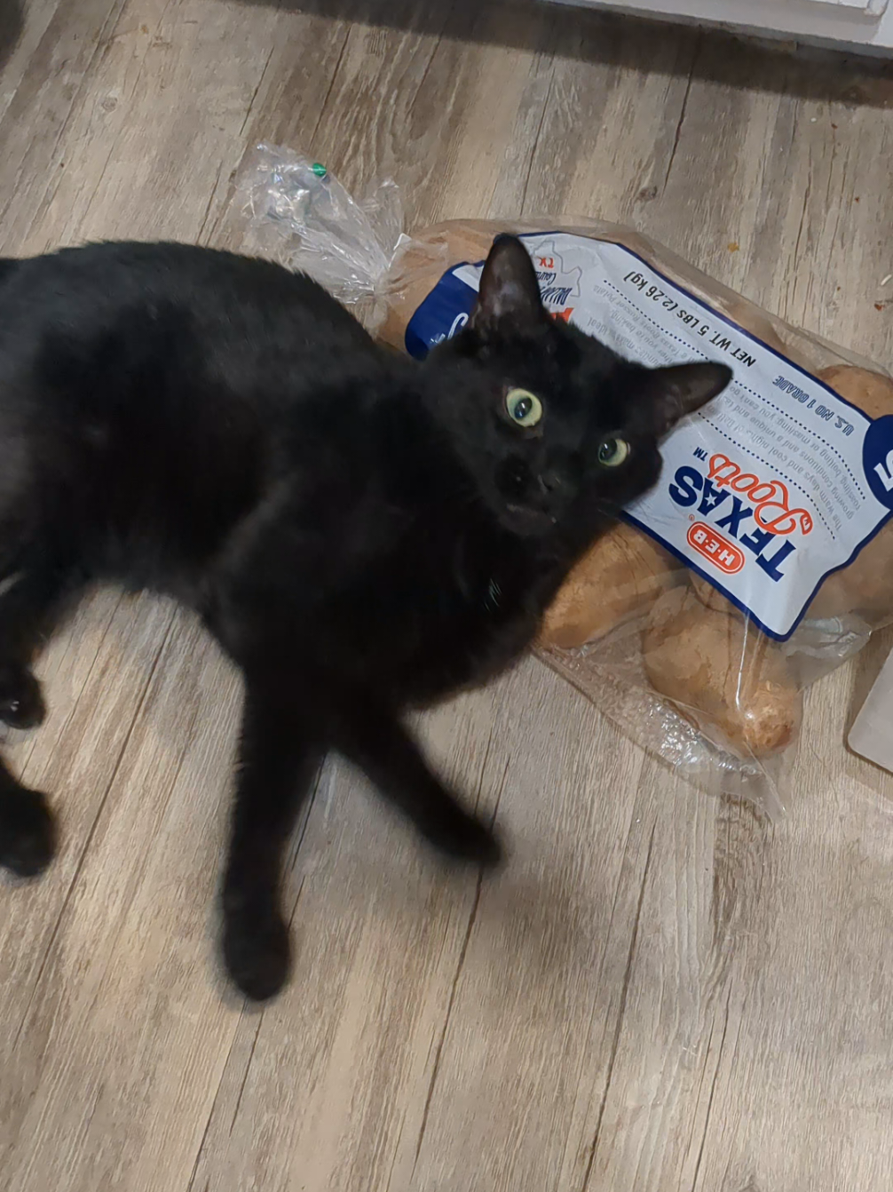 good thing I always scrub my potatoes before I use them 🙄 #voidcat #cattok #weirdcat #weirdcats #blackcat #catlife 