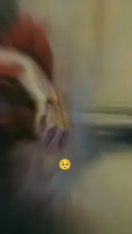 🥀🤔Das hsdeya wasdeya ki kitaye 💔🫵Gma tereyane 😭dita A muka....?🔥🥺🌎