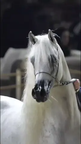 #horse #arbianhorse 