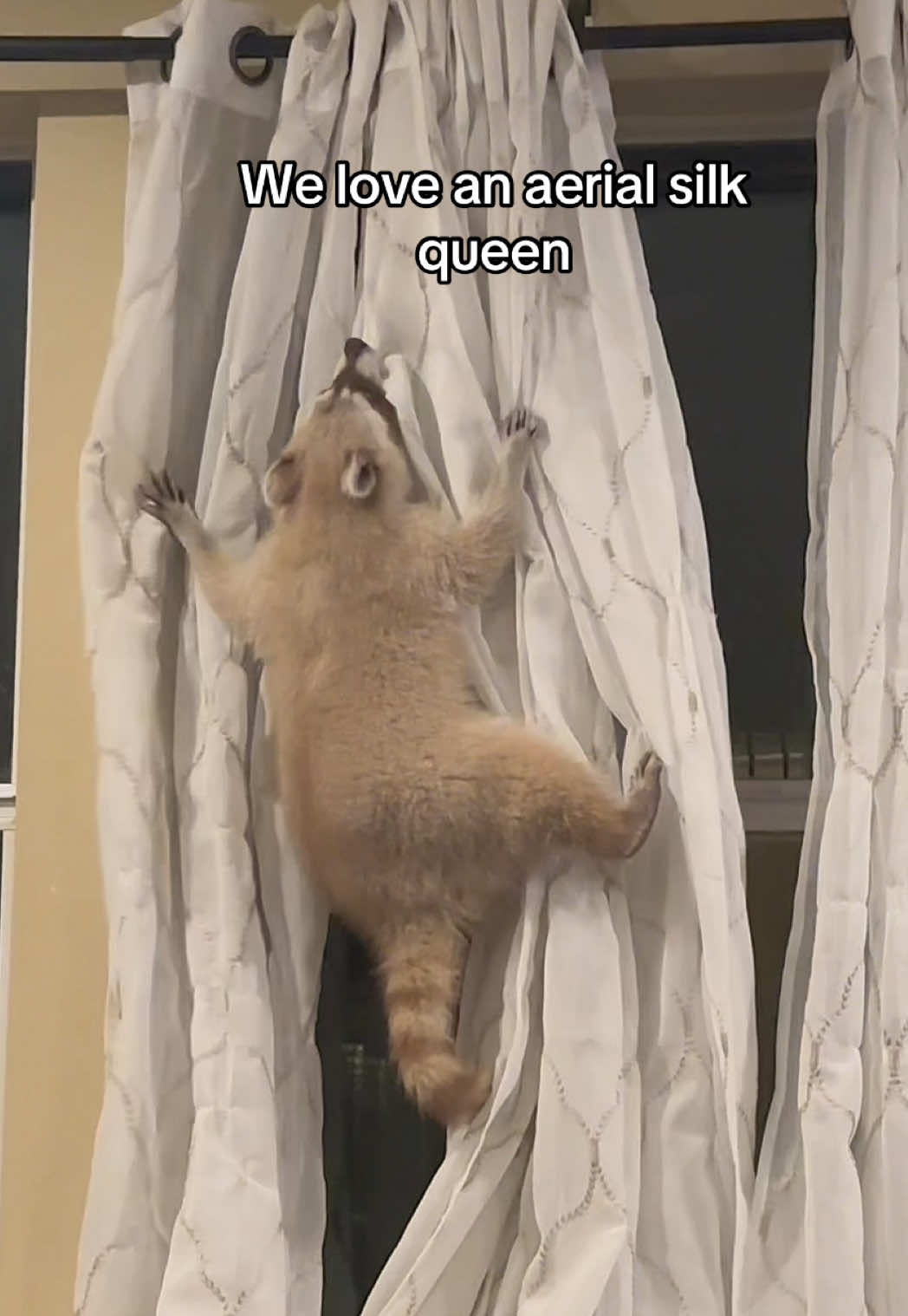 he’s practicing for his ballerina aerial act  #aerialsilks #raccoon #raccoonsoftiktok #trashpanda #ballet #ballerina #trend #fyp #funny #cute #dancing #silk #pink #pet #blonde #benny #animalsoftiktok #exoticpets #aerialyoga #cappuccino #ballerinacappuccina 