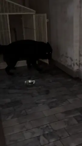 #brunotheshepherd #fyp #trending #germanshepherd #dogedits #pakistan #cannine #fyp #viral #viral 