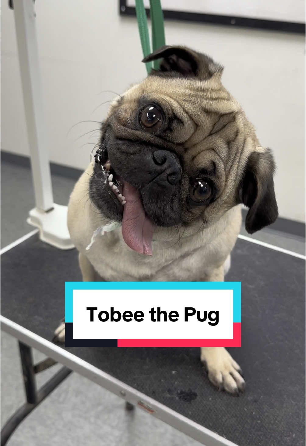 Tobee the Pug #pug #pugs #pugsoftiktok #doggrooming #dogbath #tutorial 