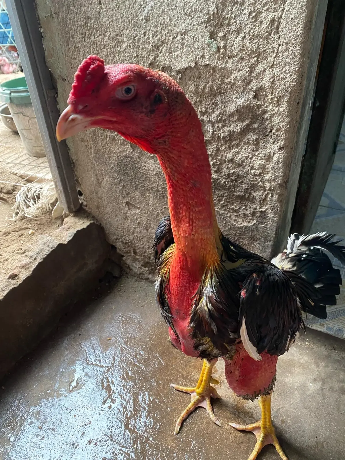 @dinhty15 @Minh Gunn @Cuong Luc Van875  🥰🥰🥰🥰🥰🥰🥰