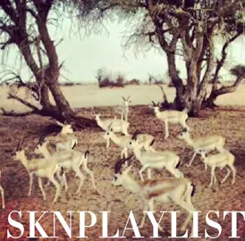 يتـعب الصياد لصيـد ظبي 🦌 #4u #fyp #viral #بوظبي #مالي_خلق_احط_هاشتاقات #يليت_عندي_فلة_في_بوظبي #ظبي #ابوظبي #غزال #تيك_توك #لايك #شير #fupシ #fyppppppppppppppppppppppp 