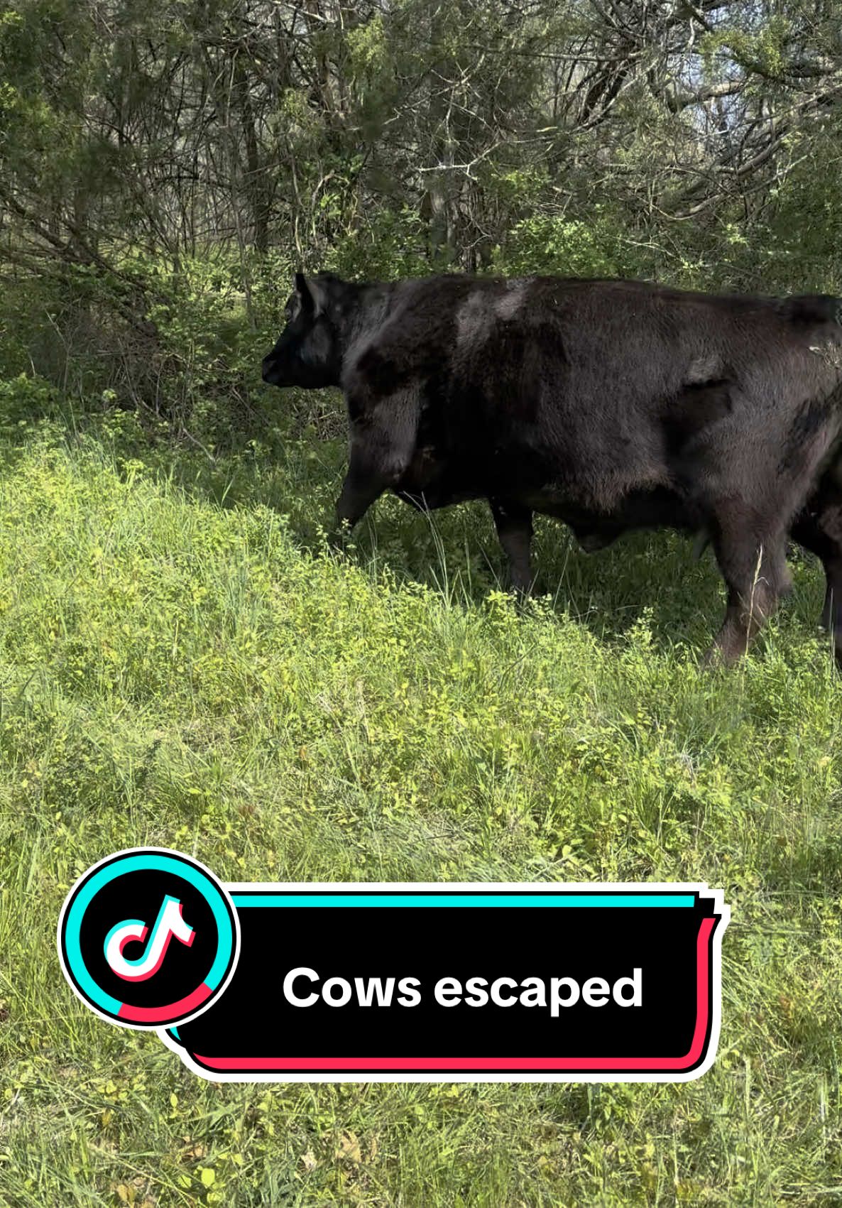 It’s wasn’t a fun day to have cows #cows #farm #farmlife #cuteanimals