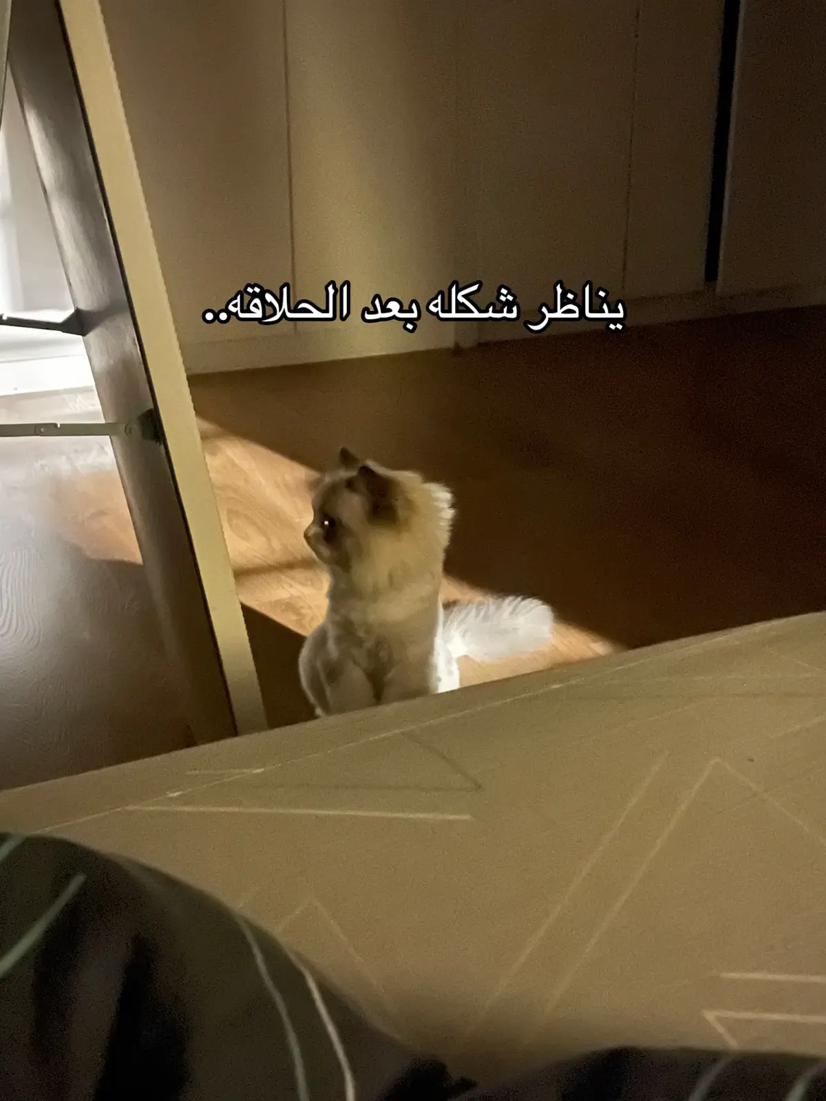 #cat #اكسبلور #fyp #explore 