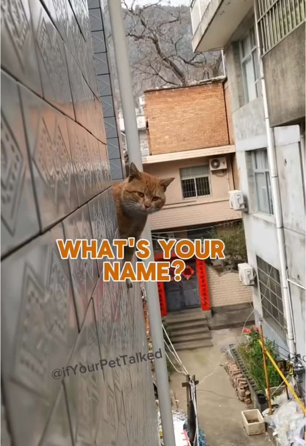 Cat meets his neighbor for the first time. #funnycats #catsoftiktok #petvoiceover #talkingcats #catcomedy #neighbors #fypシ 