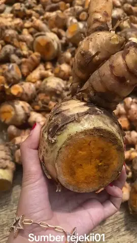 Telmulawak berkualitas ukuran besar-besar nih 🥰 sudah bersih 😍langsung di co di keranjang kuning 🥰 #temulawak #temulawakrempah #rempah #rempahrempahindonesia 