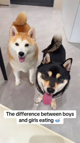 The difference between boys and girls eating #cutie #funnymoment #shibainu #eating #littlepuppy #foryoufeed #foryoupage❤️❤️ 