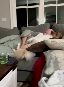 a clingy dog.#dog #dogsoftiktok #doglover #funny #funnyvideos #foryou #fypage #fypツ #funnydog #funnytiktok #dogs #usa #fyp 