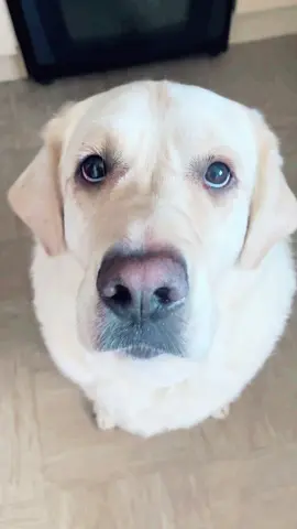 Trouble is his middle name #fyp #dogsoftiktokviral #goldador #dogsoftiktok #cutebaby 