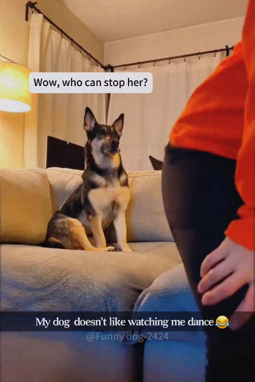 My dog doesn’t want me to dance 🤣😂#fyp #lovedogs #dogsoftiktok #cutedog #funnydog #foryou 