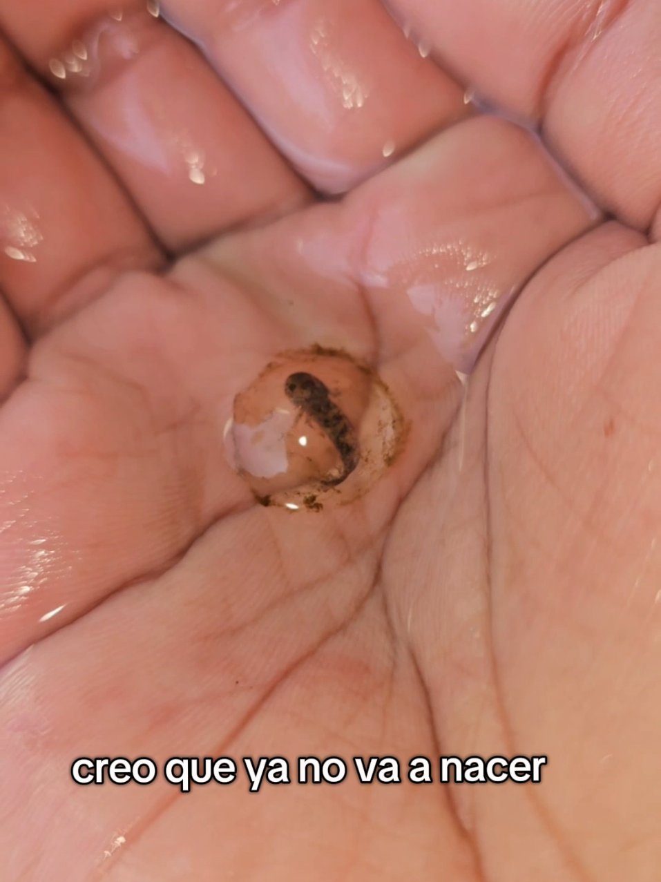 Ya es mucho tiempo para que no nazca, pero no puedo desecharlo. ¿Qué me sugieres hacer? #mascotas #axolotl #ajolote #fauna #larvas #huevo #nacimiento #biologia 