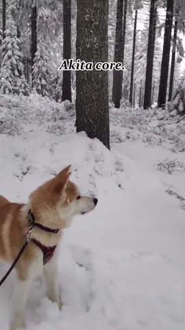 Akita core. #dog #dogs #funny #funnyvideos #pet #cat #fyp #foryou #foryoupage #funnytiktok #usa