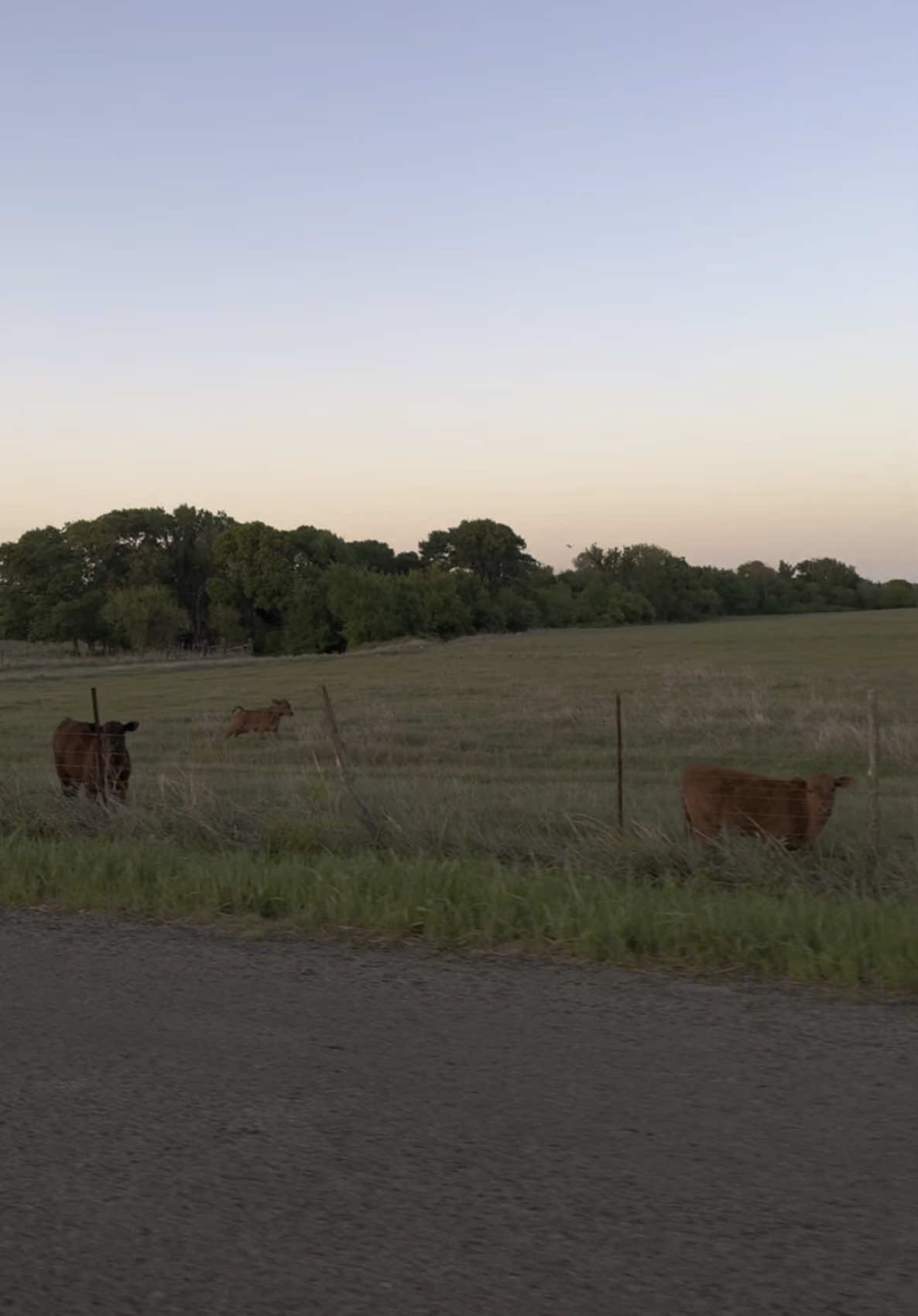 My little slice of heaven 🤍#countryside #7summers#cows#countrymusic #simplelife 