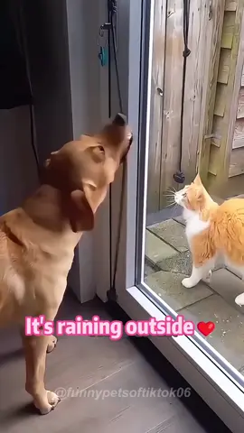 Wholesome cat and dog moments❤️#dog #cat #pet #Love #purelove #bestfriend #foryou #fypシ #cute #wholesome 