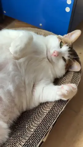 Uncle Bao #cat #catsoftiktok #cats #fyp #kucing #pet  #kittensoftiktok 
