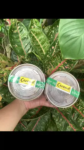 Jangan lupa jajan CECEMIL  Kalian bisa order by WhatsApp / Grabfood ya, kalian bisa cek bio CECEMIL ☺️🫶🏻 #CECEMILENAK #fypシ゚ #murahnikmatlezat #cod #delivery #jepara #ricebowl #umkm #makan 