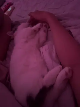 Nằm gần mẹ mới ngủ ngon đc 😙#fyp #cat #mèo #xuhuong 