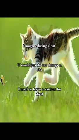 Thank you bye #cats