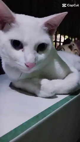 #makeitviral #CapCut 