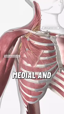 The medial and lateral pectoral nerves are branches of the brachial plexus that supply the pectoral muscles, playing a role in shoulder and upper chest function. Both nerves pass through the axilla and enter the deep surface of the pectoral region, although they differ in their origin and course. The lateral pectoral nerve arises from the lateral cord of the brachial plexus, typically receiving fibres from the C5 to C7 nerve roots. It travels anteriorly, passing above the first part of the axillary artery. It then pierces the clavipectoral fascia, often accompanied by a small vascular branch, to reach and innervate the deep surface of the pectoralis major muscle. Although named “lateral,” this nerve does not innervate the pectoralis minor directly in most individuals. In some cases, it may send small branches that communicate with the medial pectoral nerve. The medial pectoral nerve originates from the medial cord of the brachial plexus and carries fibres from the C8 and T1 roots. It typically travels through or around the axillary artery, and in contrast to the lateral pectoral nerve, it usually pierces and supplies the pectoralis minor before reaching the deep surface of the pectoralis major. As it traverses the pectoralis minor, it may create a small network of branches that pass through or around the muscle, contributing to its motor innervation and continuing on to the pectoralis major. Both nerves contribute to the motor control of the pectoral region, and their coordinated input allows for movements such as adduction, internal rotation, and flexion of the humerus at the shoulder joint. Due to their proximity to other structures in the axilla, including the axillary vessels and the brachial plexus cords, their anatomy is relevant in surgical approaches to the region, and they may be affected by trauma or entrapment. #osteopathy #osteopath #osteopathyworks #shoulderpain 