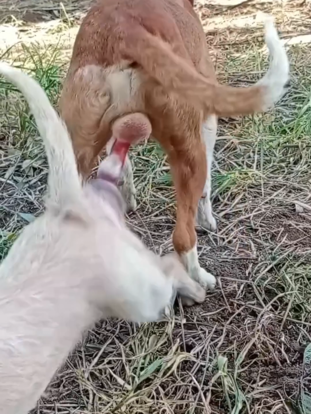 small dog meeting | #foryou #dogmeeting  #viral_video #unfreezemyacount #trending #santawithkashmir #dog
