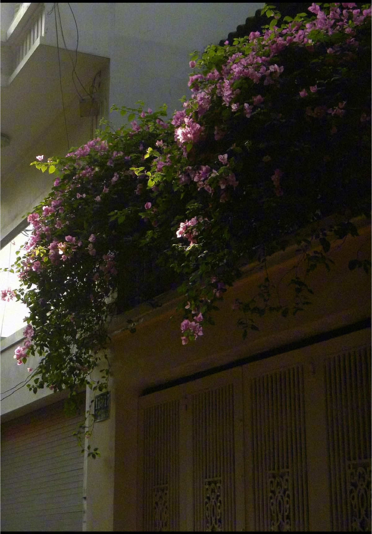 ₊ ⊹🪻 ✿ ˚. ᵎᵎ 🫐 . . . . . . #digicam #digicamphotography #digicamlove #cafe #hiddengems #nikon #nikonphotography  . . . . . . #digicam #digicamphotography #digicamlove #cafe #hiddengems #nikon #nikonphotography  . . . . . . #digicam #digicamphotography #digicamlove #cafe #hiddengems #nikon #nikonphotography 