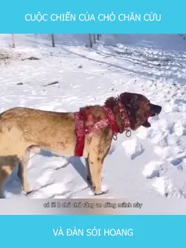 Cuộc chiến của chó chăn cừu và đàn sói hoang  #viralvideo #hunt #travel #viral #trending #trend #tiktok #giaitri #haihuoc #vuive #kienthuc #hoccungtiktok #giaitritiktok 