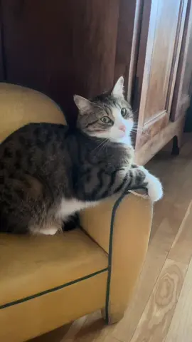 Cher journal - jour 28 - retour nocturne #piloulechat #catsoftiktok #animaux #humour #cherjournal #nightout 