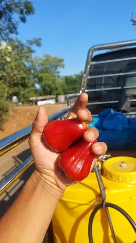 kita mulai bertani lagi ya bosku #jambucitra #citrajumbo #jambuair #glowing #pati #buahviral #viral #trend #xcyzba #laguviral #petanimuda #bakulbuah #fyp 