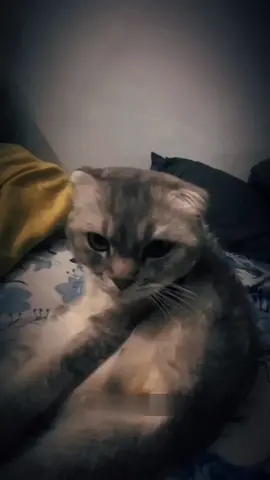 Con mèo kêu sao??? #xuhuong #xh #viral #haihuoc #trendtiktok #shorts 