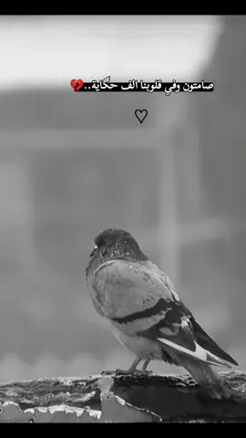 #سولفلي_يماي_العين_💔🥺 #تصميمي_فيديوهات_حسينية #اكسبلور 