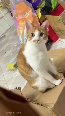 Cats Imitating Human Speech: A Fascinating Feline Behavior#cat #catsoftiktok #catlover #funny #funnyvideos #foryou #fypage #fypツ #funnycat #funnytiktok #cats