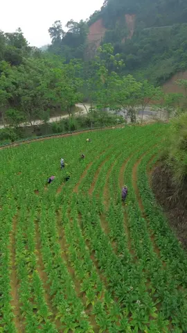 funny farm ladies