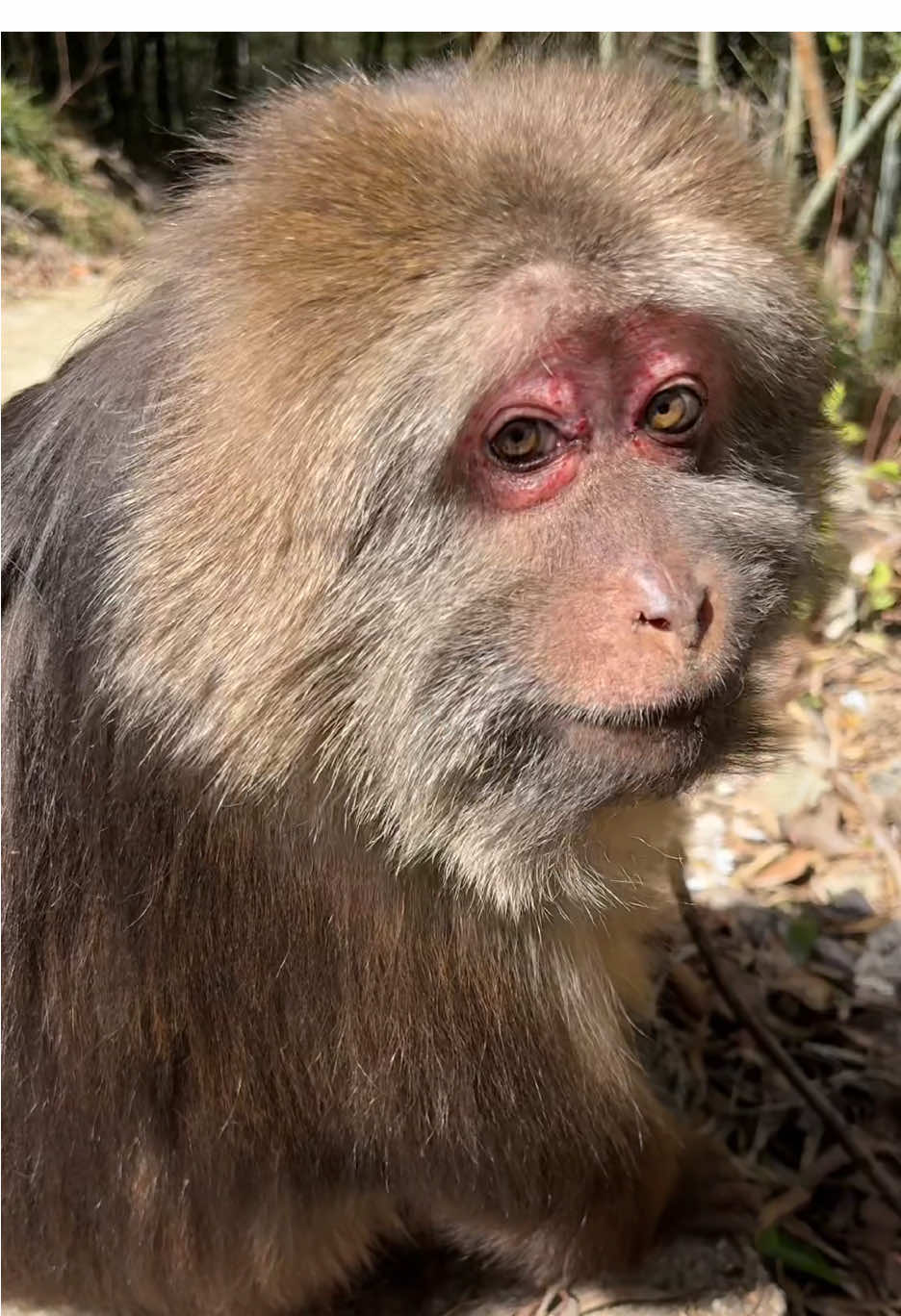 Doesn’t Xingxing look like a little girl playing in the park? So cute! #monkey #monkey #xingxing #cute #lovely 