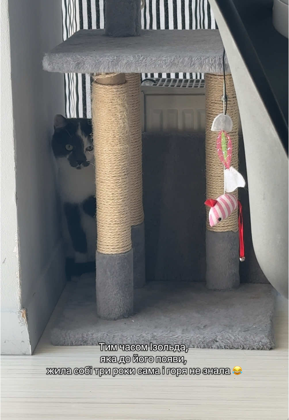 Намагаємось помирити кота і песика  (поки що, не дуже виходить 😂) #кітпес😺🐶  #хвостатідрузі  #україна🇺🇦 