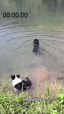 #粉丝一千万#pet#pets#cute#funny #dog#funnydog#funnyvideos#viral #foryou#IoI#fyp#fypシ゚ 