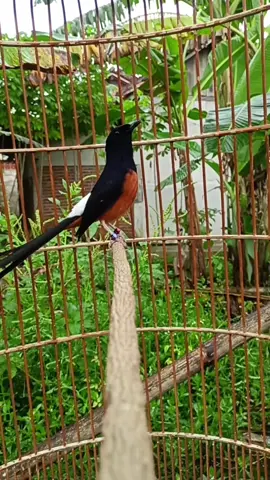 INDAH PAKE BANGET😍 #muraibatuindonesia #MURAI #muraibatu #muraiindonesia #muraimahalprestasi #muraibatu #muraiindonesia #murai #muraibatu #muraibatuindonesia #muraibatumania  #muraibatumania #muraibatuekorpanjang #muraibatumedan #virallllllllllllll #fypppp #fypp #fyppppppppppppppppppppppp #xzyabc 