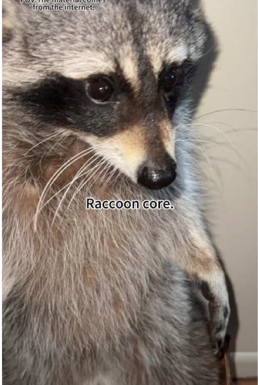 Raccoon core🥰🦝#raccon#raccoons #raccoonoftiktok #raccoonlove #trashpanda #raccoonlife #wildlife #rocketraccoon #raccoontok