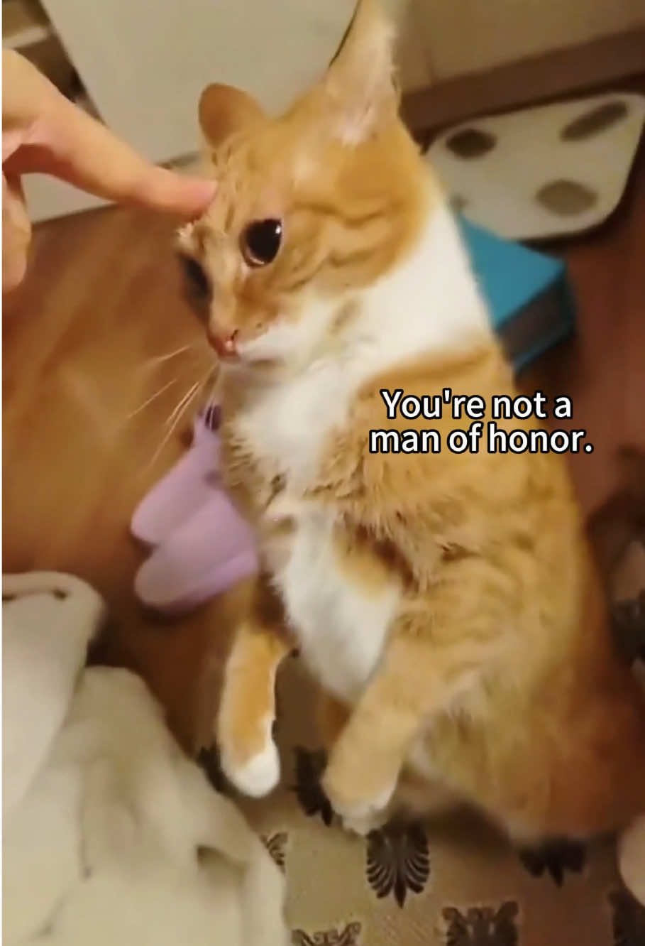 Angry Cat#funnycats #funnyanimals #petvideos #cat #catsoftiktok #fyp #usa #longervideos