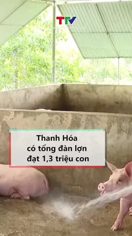 Theo thống kê của Chi cục Chăn nuôi và Thú y Thanh Hóa, hiện nay, tổng đàn lợn trên địa bàn tỉnh đạt 1,3 triệu con, với 588 trang trại và hơn 88.000 hộ chăn nuôi, sản lượng thịt hơi hàng năm khoảng 185.000 tấn. #trangtrai #channuoi #lon #tintuc #ttv #truyenhinhthanhhoa